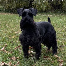 Milo - Miniature Schnauzer