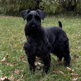 Milo - Miniature Schnauzer