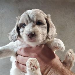 Aussiedoodle Puppies from Abbott Family Farm