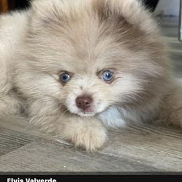 Pomeranian Puppies from FAITHOPELOVE POMS KENNELS