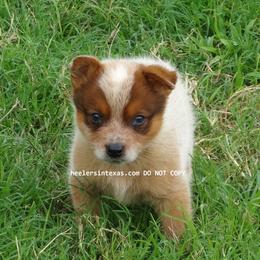 Australian Cattle Dog and Pembroke Welsh Corgi Puppies from Heelers in Texas