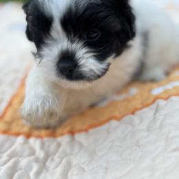 Gus - Black and white male Shihpoo puppy in Charleston, West Virginia from Mountain State Puppies