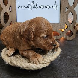 Orange boy - Red  Goldendoodle puppy in Wellford, South Carolina from 4goldendoodles