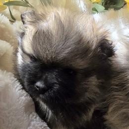 Pomsky Puppies from Amazing High Desert Pomskys