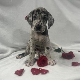 Great Dane Puppies from Catskills Greatest Danes