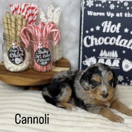 Aussiedoodle Puppies from Silva Ranch Doodles