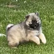 Boy1 - Fawn male Eurasier puppy in Soap Lake, Washington from Falling Cedar Farm Samoyeds and Eurasier’s