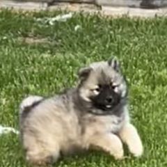 Boy1 - Fawn male Eurasier puppy in Soap Lake, Washington from Falling Cedar Farm Samoyeds and Eurasier’s