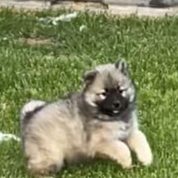 Boy1 - Fawn male Eurasier puppy in Soap Lake, Washington from Falling Cedar Farm Samoyeds and Eurasier’s