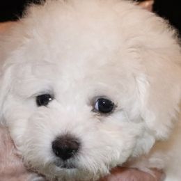 Yellow Collar - White female Bichon Frise puppy in Michigan from Cher Ami Bichons