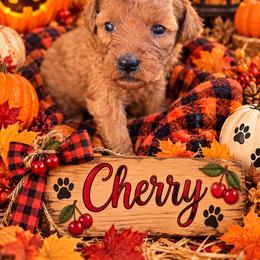 Cherry - Red  female Goldendoodle puppy in Cherry Tree, Pennsylvania from Plum Creek Acres Next Generation