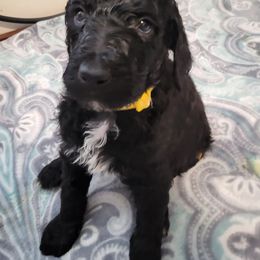 Goldendoodle and Poodle Puppies from Poodles 2 Doodles