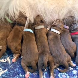 John (Grey Collar) - Red and white male Siberian Husky puppy in Warwick, Rhode Island from Young Orchard Siberians