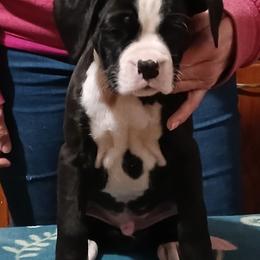 Shadow - Brindle male Boxer puppy in Cannon Falls, Minnesota from Pattys Boxers and Bulldogs