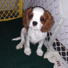 Cavalier King Charles Spaniel Puppies from Oakdale Cavaliers