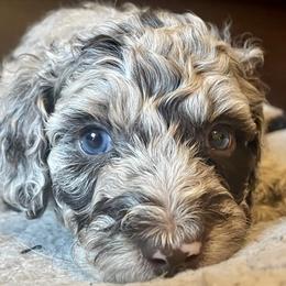 Poodles and Sheepadoodles from Spot On Doodles and Poodles