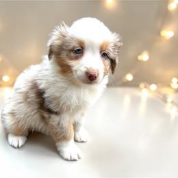 Charlie Jennings - Red merle female Australian Shepherd puppy in Statesville, North Carolina from Charming Australian Shepherds