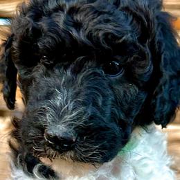 Girl 3: Holly - Parti Poodle puppy in Grand Junction, Colorado from Riverbank Poodles