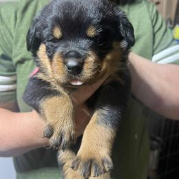 Boy 3 - male Rottweiler puppy in Buskirk, New York from Misjef Rottweilers