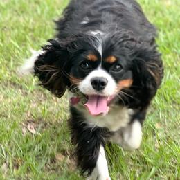 Daisy - Cavalier King Charles Spaniel