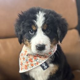 Elsie - Black tan and white female Bernese Mountain Dog puppy in Rose Hill, North Carolina from Red Door Canines