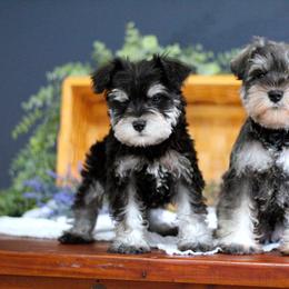 Miniature Schnauzer Puppies from Clay Hill Kennels