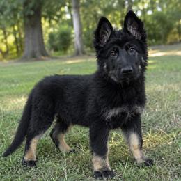 Z4 collar - Bi-color female German Shepherd puppy in Casscoe, Arkansas from Crown H Shepherds