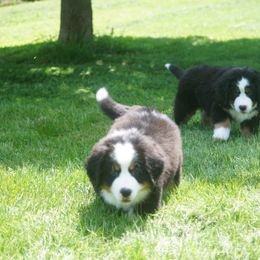 Bernese Mountain Dog Puppies from Lonesome Pine Farm