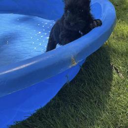 Miniature Schnauzer Puppies from Chantel's Miniature Schnauzers