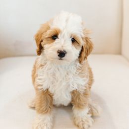 Blue Collar Male 'Bronc' - Yellow and white male Bernedoodle puppy in Kamas, Utah from A + E Farms