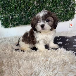 Boy - Liver and white male Shih Tzu puppy in Seguin, Texas from Dolled Up Shih Tzus