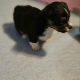 Boy 1 - Black and white male American Corgi puppy in Tallahassee, Florida from Koko's Korgis