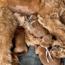 Goldendoodle puppies from High Desert Family Doodles