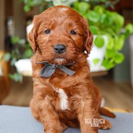 Neon - Red  male Goldendoodle puppy in Salado, Texas from Red Ranch Dogs