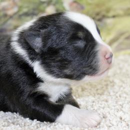 Black Tri - Black tri male Miniature Australian Shepherd puppy in Ronan, Montana from Dirt Road Aussie’s of Montana
