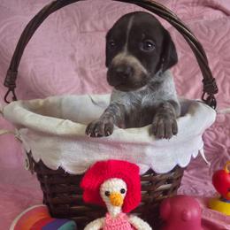Pixel Girl 8 - Liver roan female German Shorthaired Pointer puppy in Banning, California from ⭐🦆 So Cal on Point GSP'S🇺🇲🇩🇪 lg