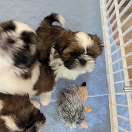 Shih Tzu All Grown Up from Soaring Spirit Shih Tzu
