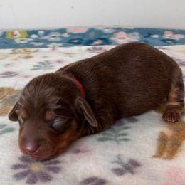 Mocha - Chocolate and tan female Dachshund puppy in Wallingford, Kentucky from Hensley Homestead Dachshunds
