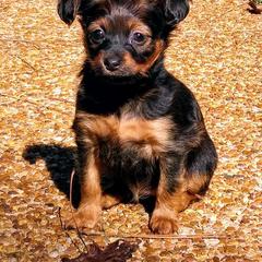 Akita, Russian Toy, and Whippet Puppies from Crossway Akitas, Whippets, & Russian Toys