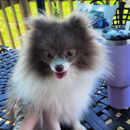 Kalua - Pomeranian