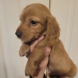 Dachshund Puppies from Star-Key's Dachshunds