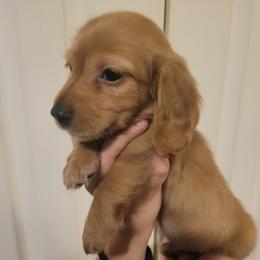 Dachshund Puppies from Star-Key's Dachshunds