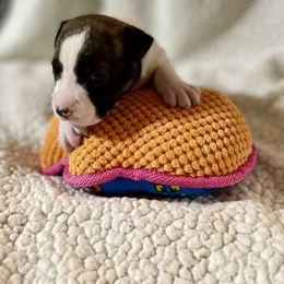 American Staffordshire Terrier Puppies from Tradewind American Staffordshire Terriers