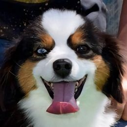 Poodles and Toy Australian Shepherds from High Desert Companions