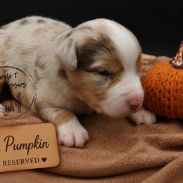 Pumpkin - Red merle female Miniature Australian Shepherd puppy in Apache Junction, Arizona from Circle T Mini Aussies