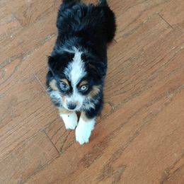 Australian Shepherd Puppies from Heart2Heart Pups LLC