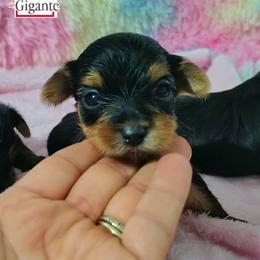 Bruce Banner - Black and gold male Yorkshire Terrier puppy in California from Corazon de gigante