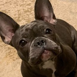 French Bulldogs from PrimeLine Frenchies