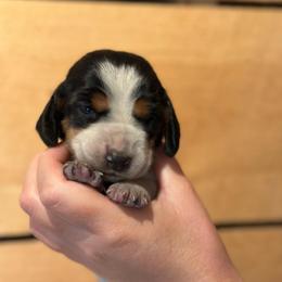 Female 4 - Black brown and white female Basset Hound puppy in Lindley, New York from Hill Top Basset Hounds & Cane Corso