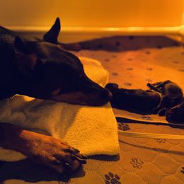 Doberman Pinscher Puppies from TeatreeDoberman